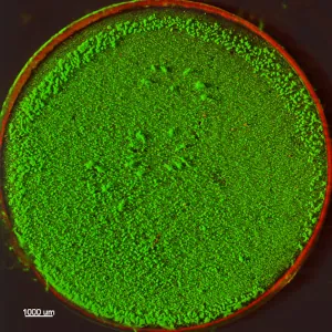 1.25X 3D-Scaled CDC Biofilm Reactor Coupon Biofilm Microscopy Image