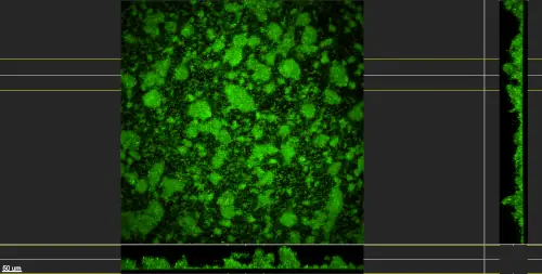 25X, 3_section-Scaled CDC Biofilm Reactor Coupon Biofilm Microscopy Image